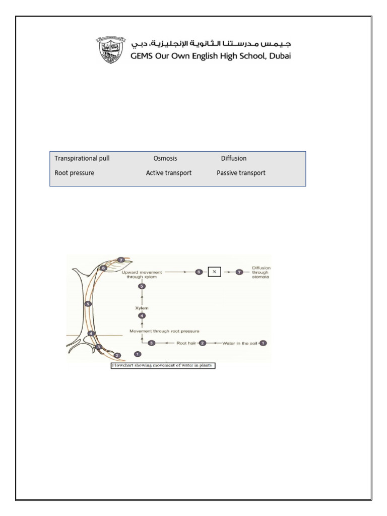 Life Processes Transportation in Plants Worksheet | PDF | Plant ...