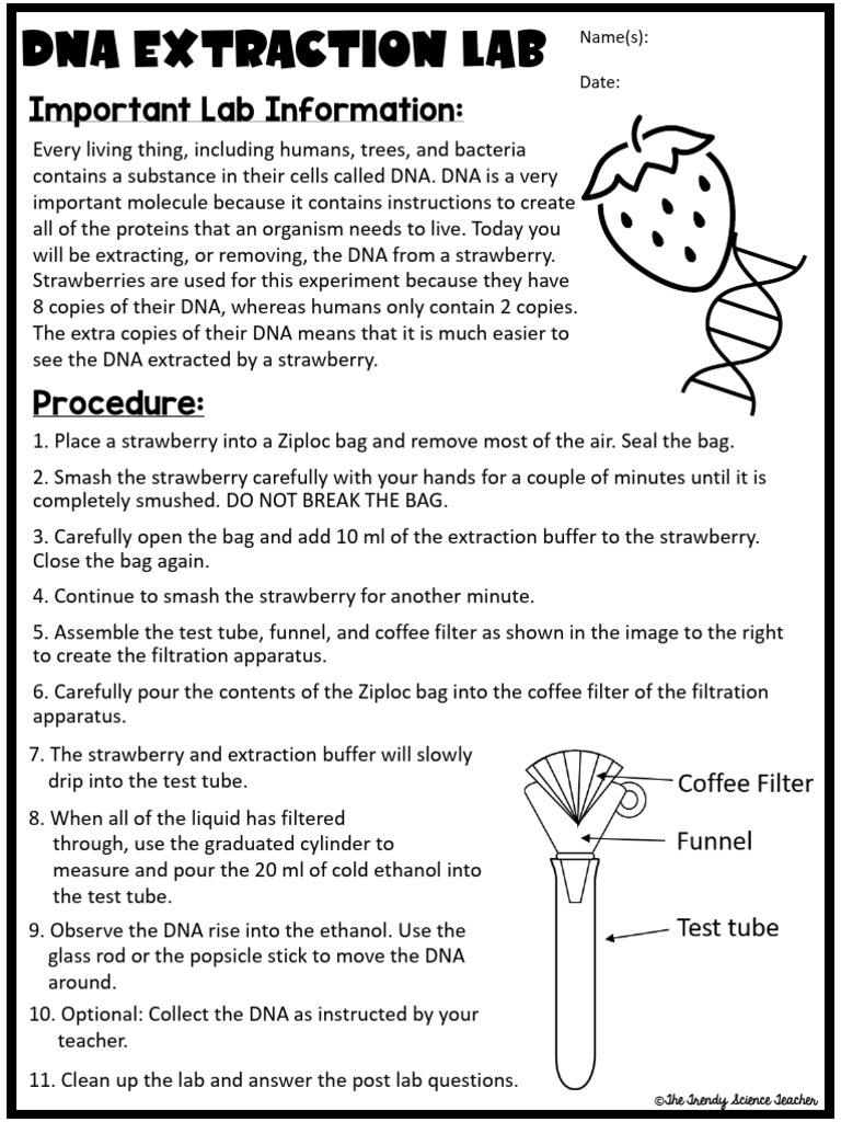 DNA+Extraction+Lab+-+Student | PDF | Filtration | Dna