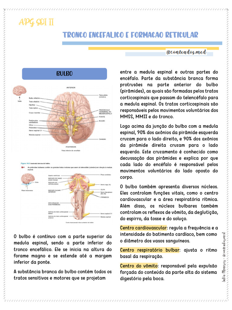 APG 11 Tronco Encefálico e Formação Reticular | PDF | Cérebro | Nervo