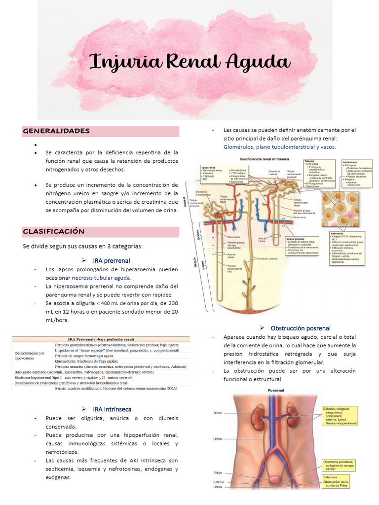 Injuria Renal Aguda: Causas y Tratamiento | PDF | Riñón | Sistema urinario