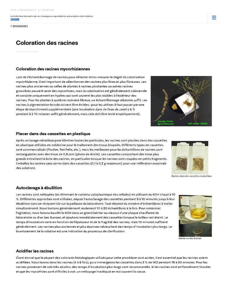 Coloration Des Racines Mycorhizés Par Les Champignons Mycorhiziens | PDF