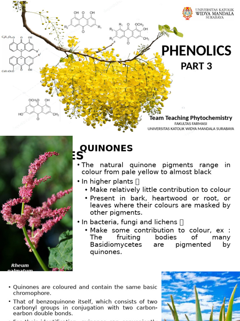 Understanding Quinones in Phytochemistry | PDF | Thin Layer ...