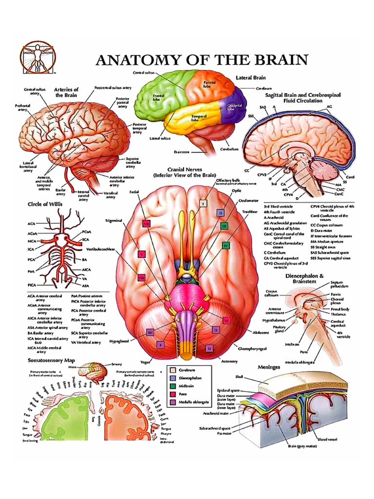 Anatomy of the Brain | PDF