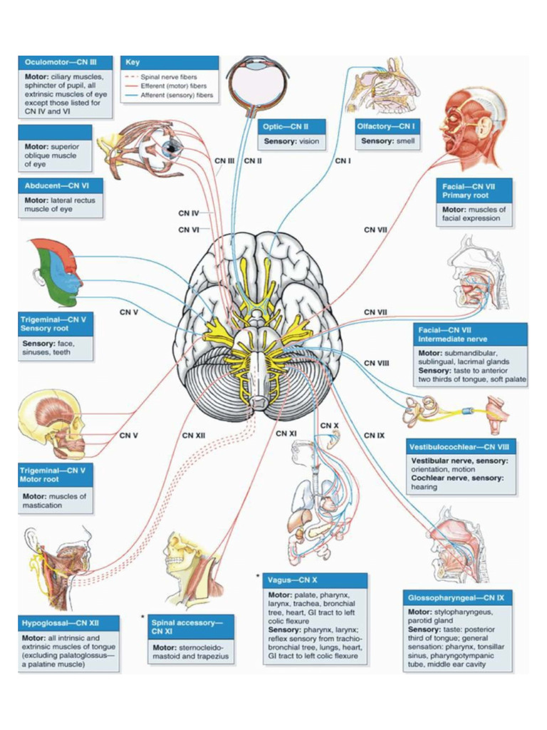 Brain Muscles Contract | PDF