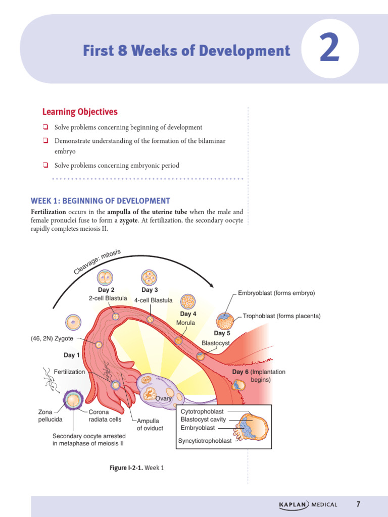 2. Sự phát triển trong 8 tuần đầu (First 8 Weeks of Development) | PDF ...
