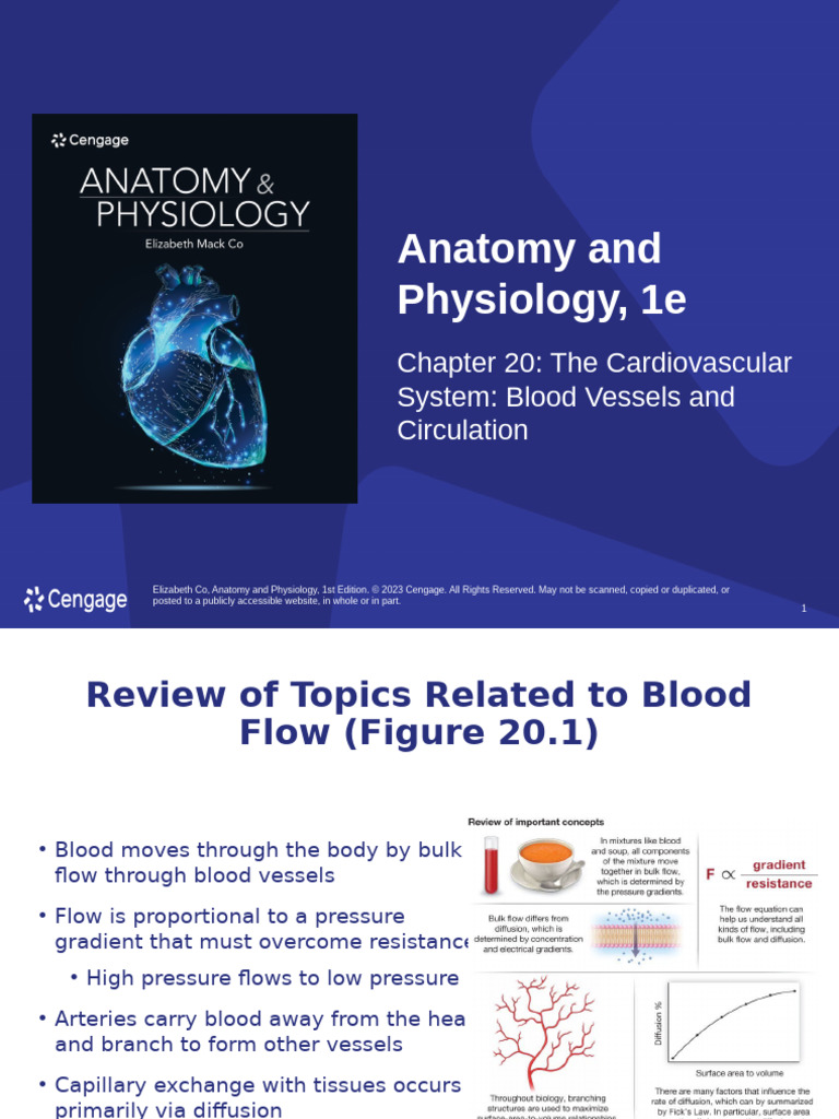 Chapter 20 | PDF | Artery | Capillary