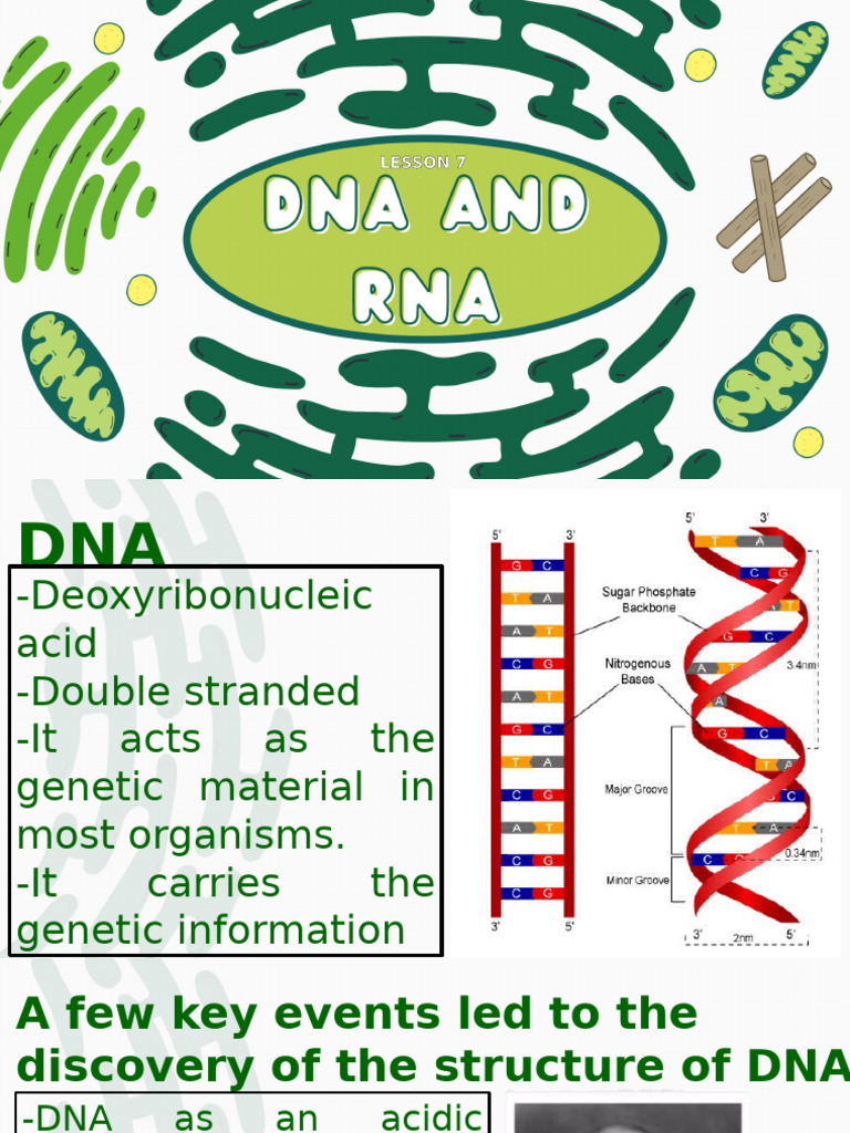 Lesson 7 Structure of Dna and Rna 3 | PDF