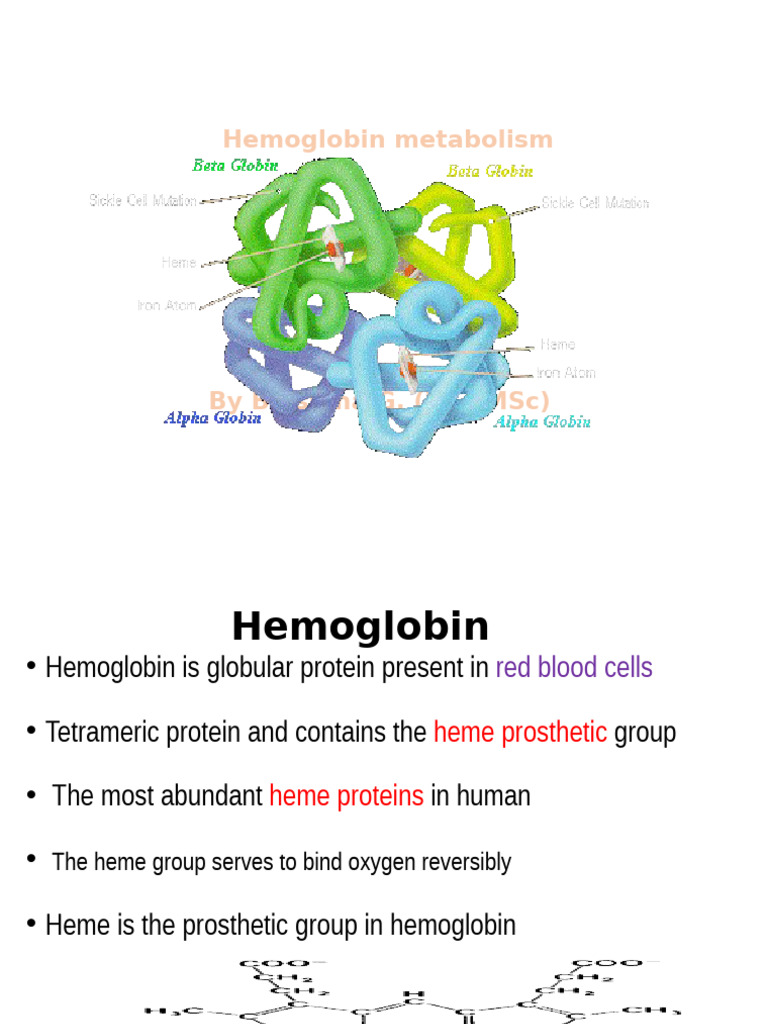Hemoglobin Metabolism | PDF | Hemoglobin | Biochemistry