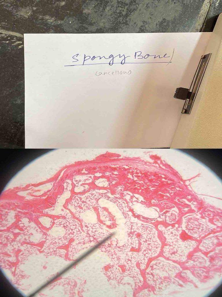 Histology Slides General Anatomy | PDF