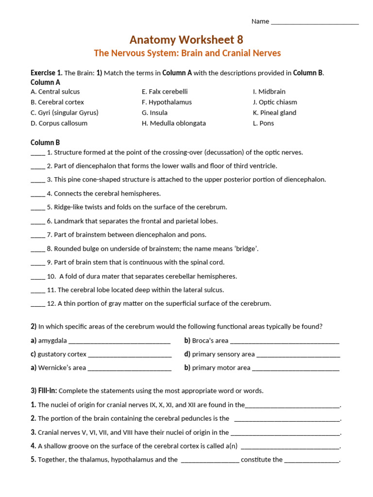 Nervous System Anatomy Worksheet | PDF | Cerebrum | Brainstem