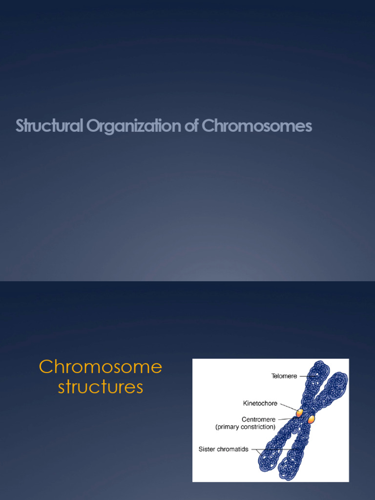 Centromere and Telomere | PDF | Telomere | Chromosome