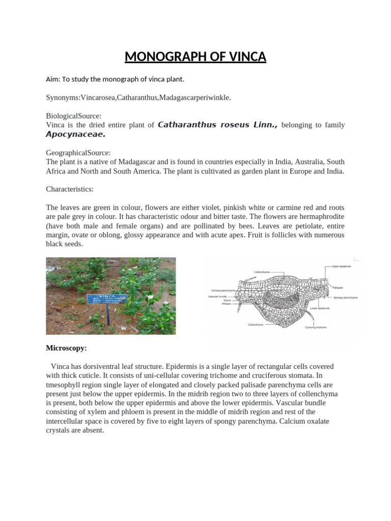 Vinca Monograph: Characteristics & Uses | PDF | Leaf | Plants