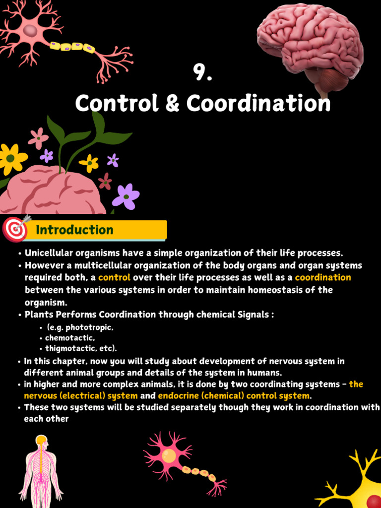 Nervous System Coordination in Animals | PDF | Chemical Synapse | Cerebrum