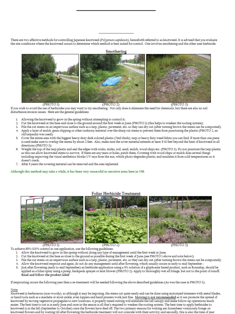 Japanese Knotweed Control 240517 092539 | PDF | Mulch | Horticulture