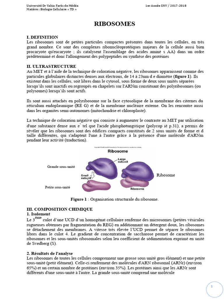 Structure et Fonction des Ribosomes | PDF | Ribosome | Traduction génétique