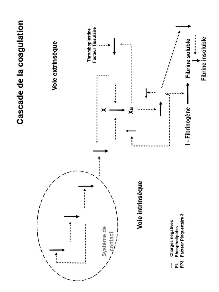 Schéma Cascade Coagulation | PDF