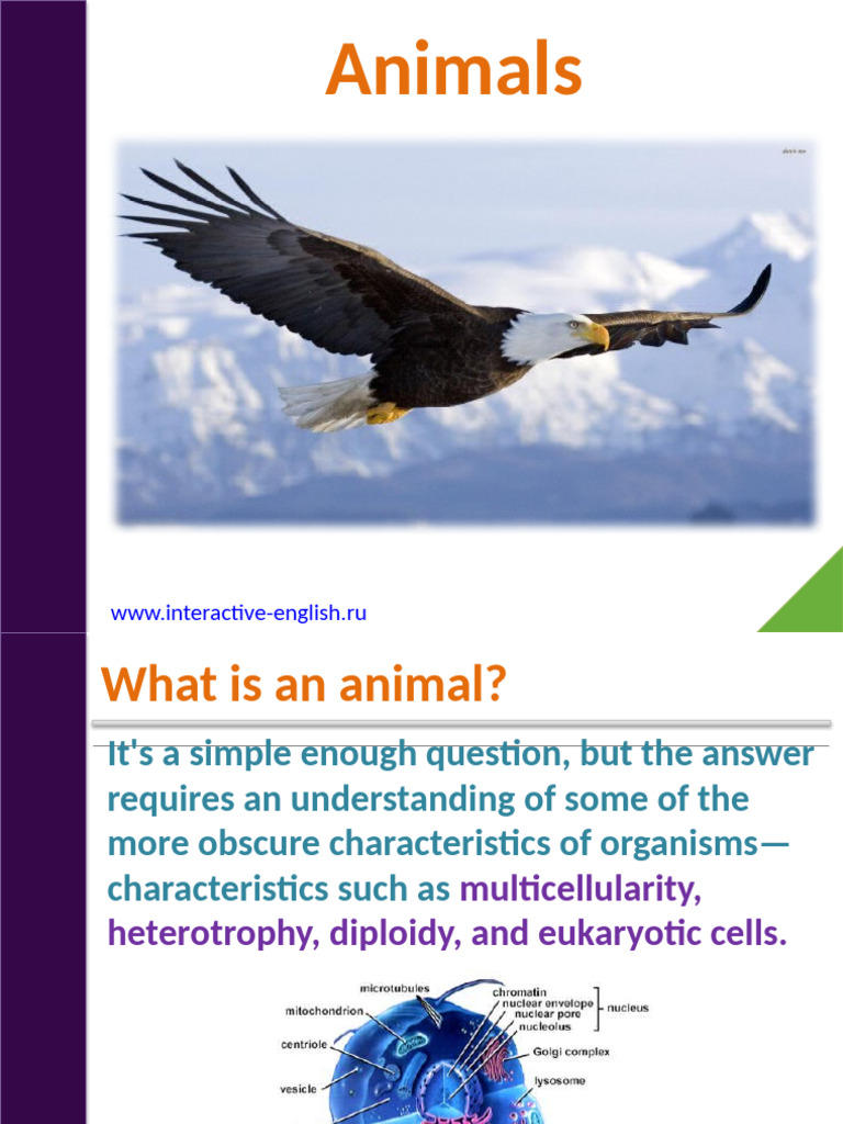 Animals | PDF | Cell (Biology) | Eukaryotes