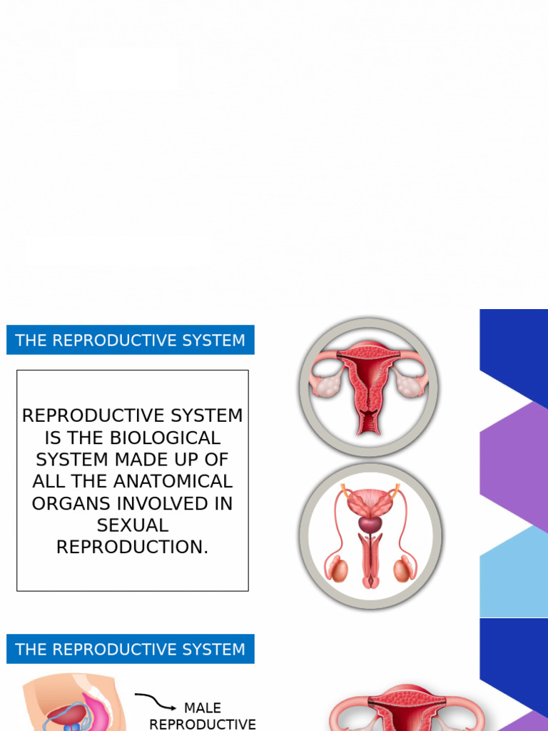 Quarter 3 Repro System | PDF | Reproductive System | Uterus