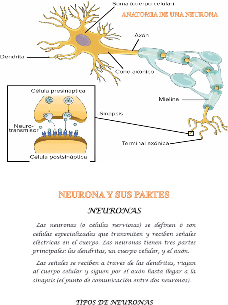 Estructura y Función de las Neuronas | PDF | Sinapsis | Neurona