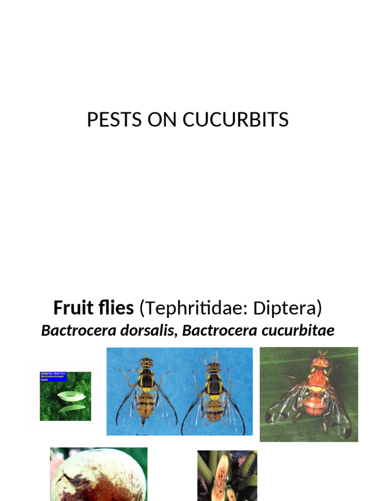 Cucurbits, Crucufers, Leafy Veg | PDF | Lepidoptera | Cabbage