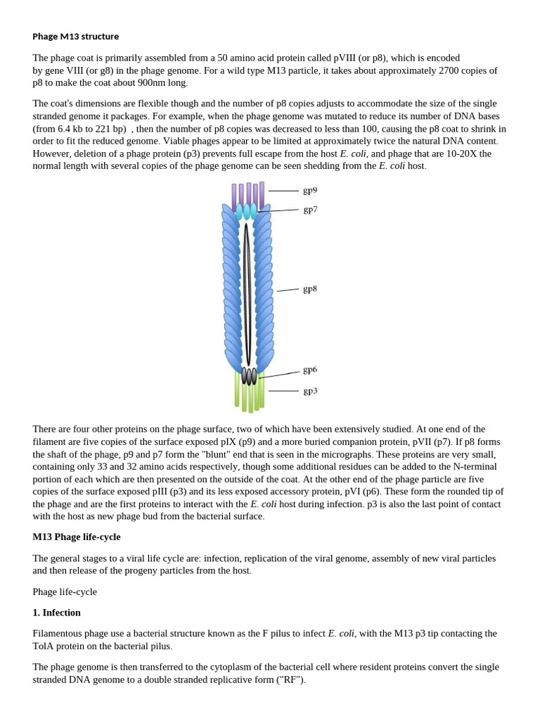 M13 Phage Structure and Life Cycle | PDF | Dna Replication | Dna