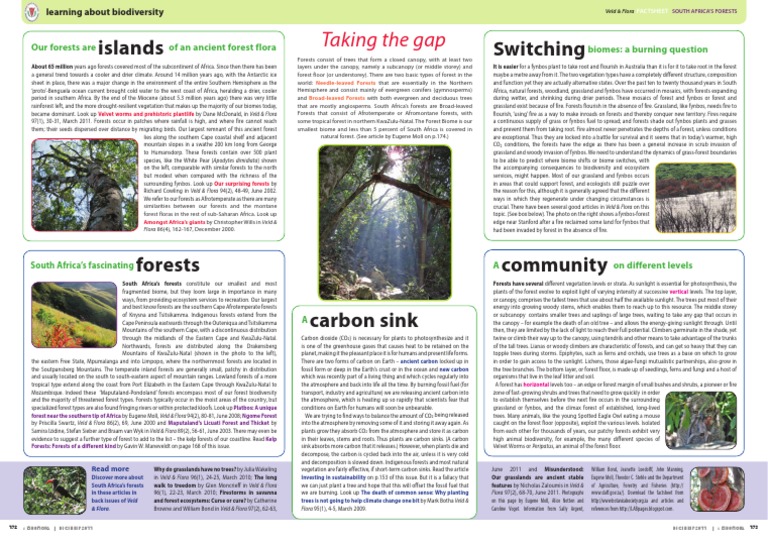 Understanding South Africa's Forests | PDF | Trees | Forests