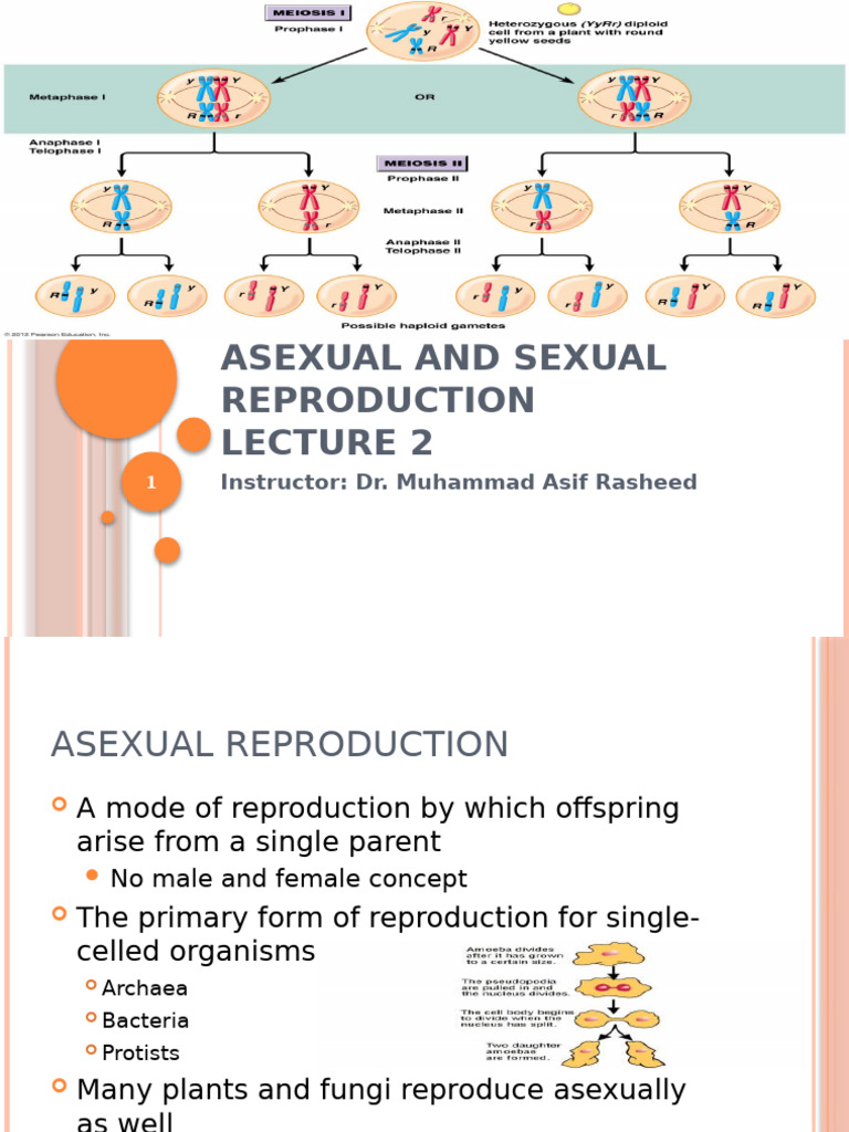 Lecture 2 | PDF | Sexual Reproduction | Fertilisation