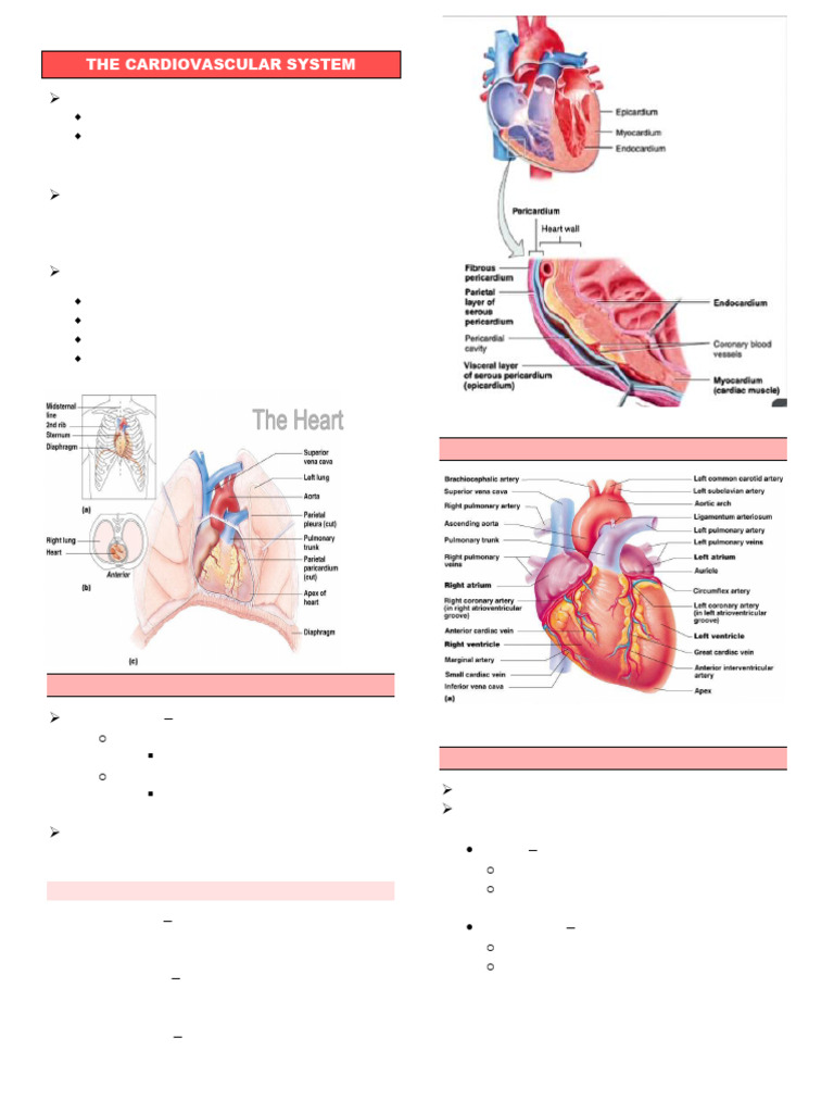 Overview of the Cardiovascular System | PDF | Heart | Heart Valve