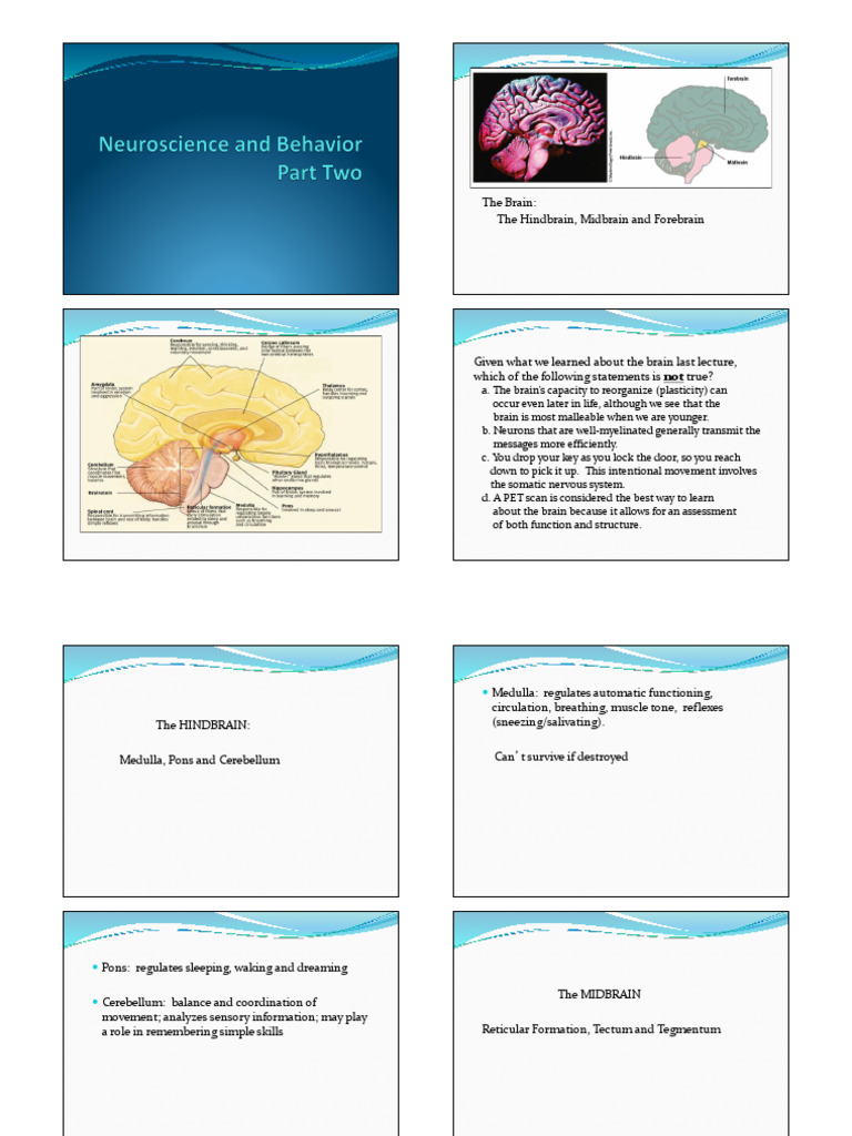 Anatomy and Functions of the Brain | PDF | Twin | Cerebral Cortex