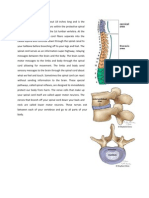 The Vertebral Column Provides Structural Support for the Trunk and Surrounds and Protects the Spinal Cord