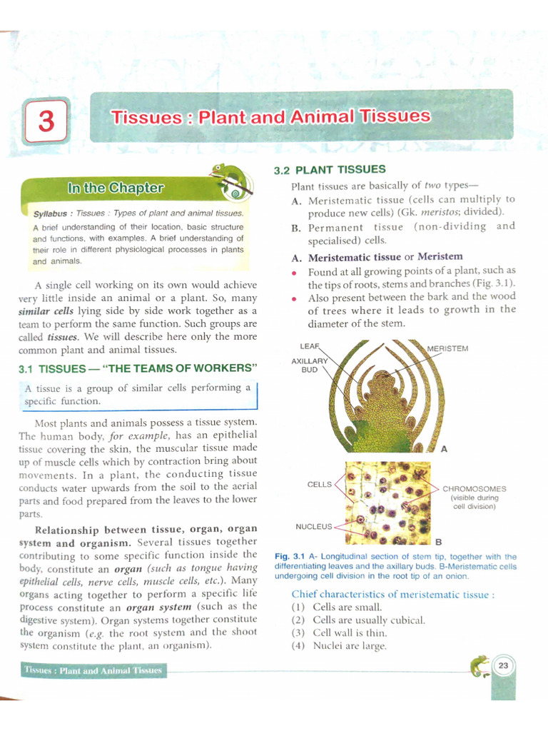 Plant and Animal Tissues - G9-2 | PDF