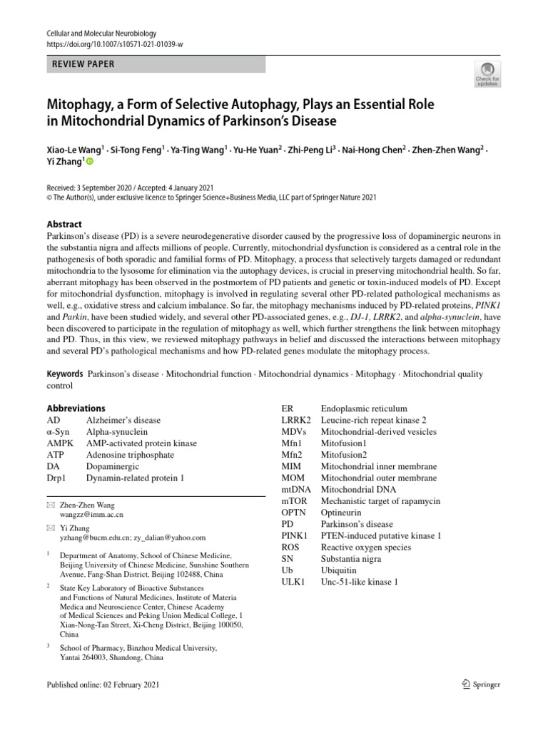 Wang 2021 | PDF | Autophagy | Mitochondrion