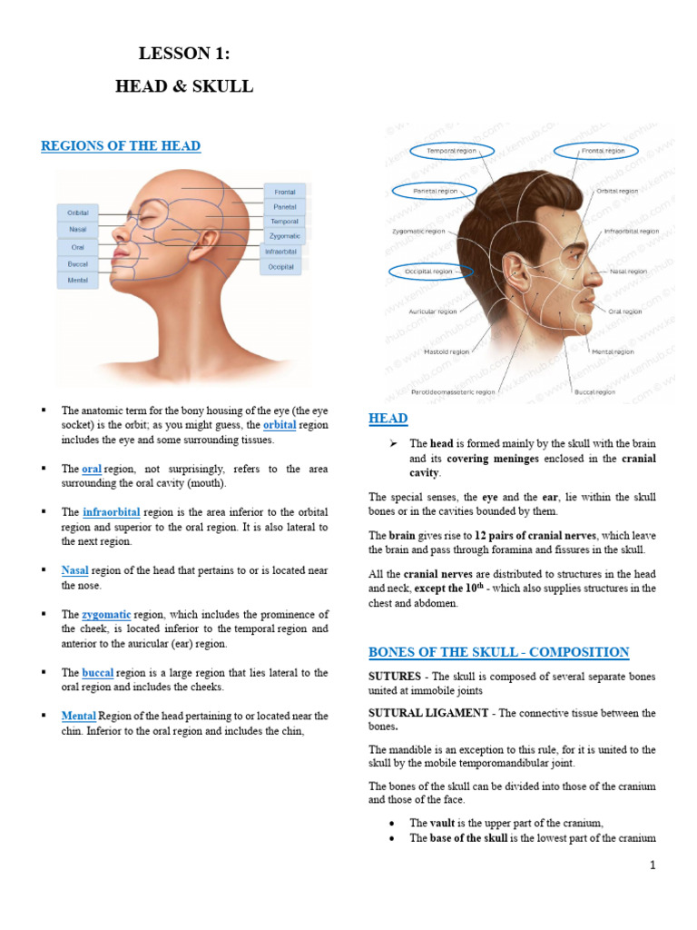 Head and Skull Anatomy Overview | PDF | Skull | Human Nose