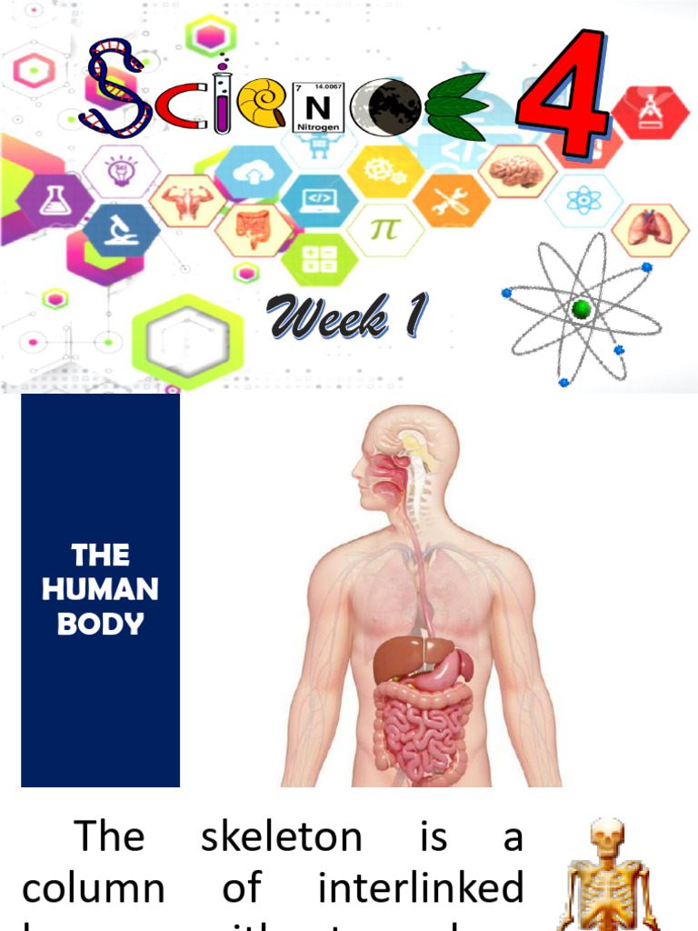 Overview of Human Body Systems | PDF | Human Body | Circulatory System