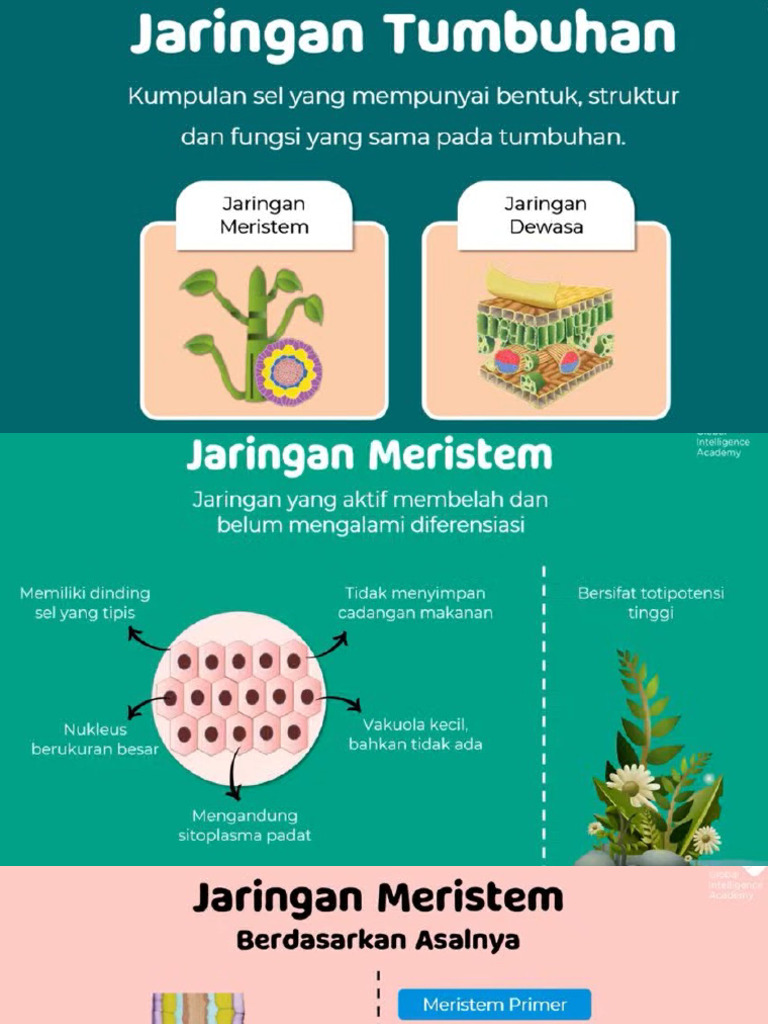 Jaringan Tumbuhan Pdf