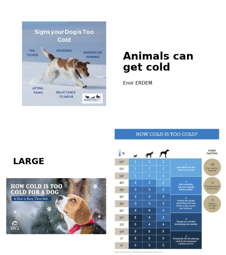 How Animals Cope with Cold Weather | PDF