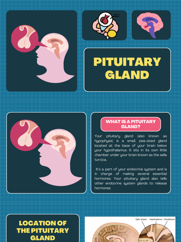 Group 7 Pituitary Gland | PDF | Pituitary Gland | Growth Hormone