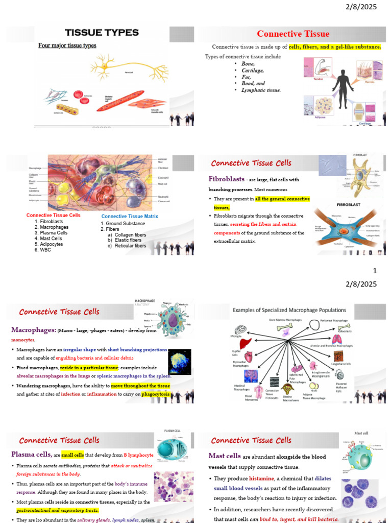 I Sem - Types of Tissues - Connective, Muscular and Neural | PDF ...
