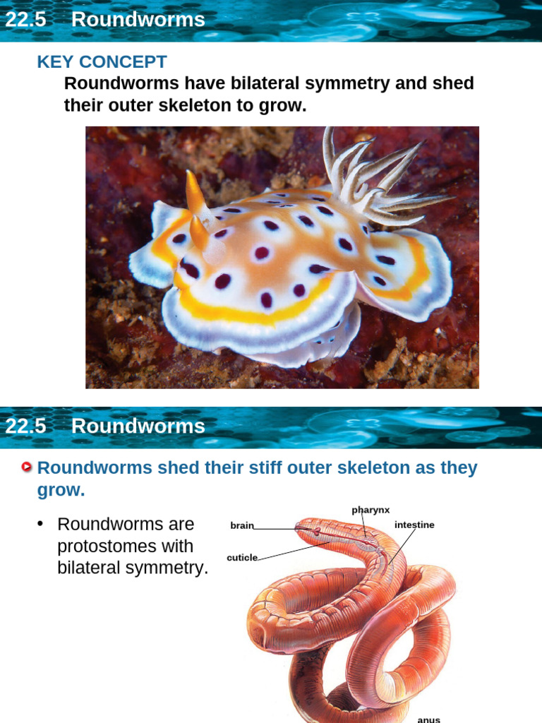 CH 22 LN 5 | PDF