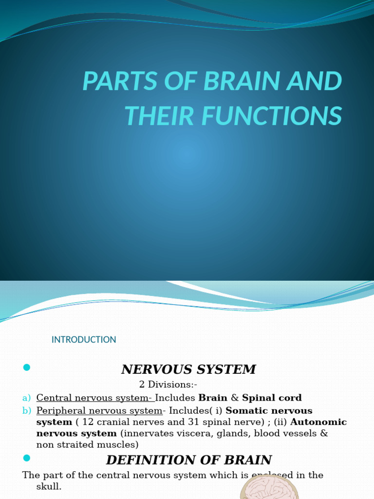 PARTS OF BRAIN AND THEIR Functions | PDF | Cerebrum | Cerebral Cortex