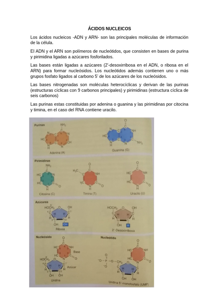 Estructura y Función de Ácidos Nucleicos | PDF | Adn | Rna
