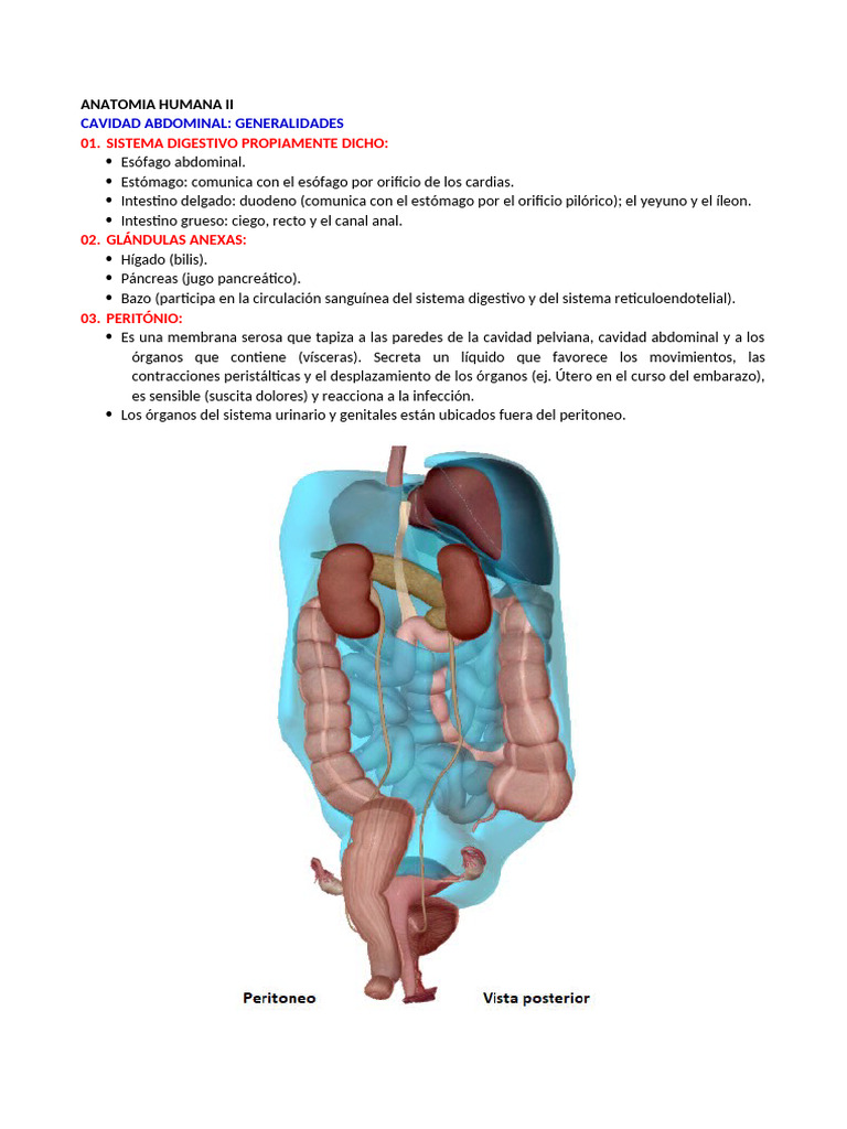 Anatomía de la Cavidad Abdominal | PDF | Abdomen | Sistema digestivo humano