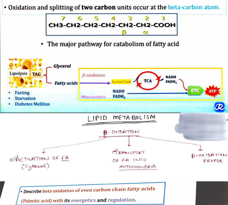Beta Oxidation of Fatty Acids Notes | PDF