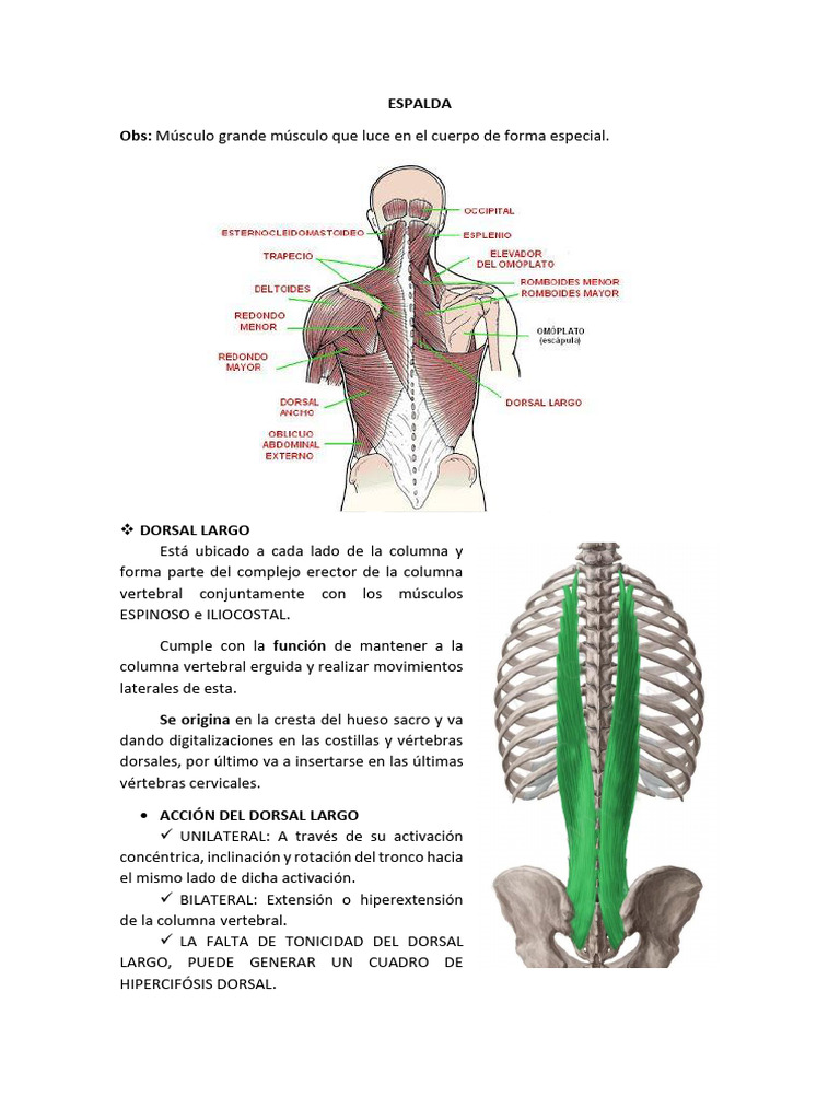 Músculos y Ejercicios para la Espalda | PDF | La columna vertebral ...