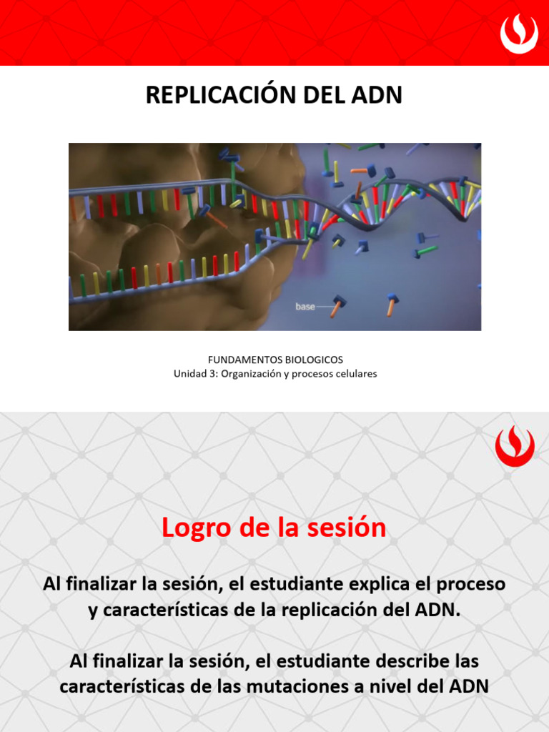 Replicación del ADN y Mutaciones Genéticas | PDF | Replicación De Adn | Adn