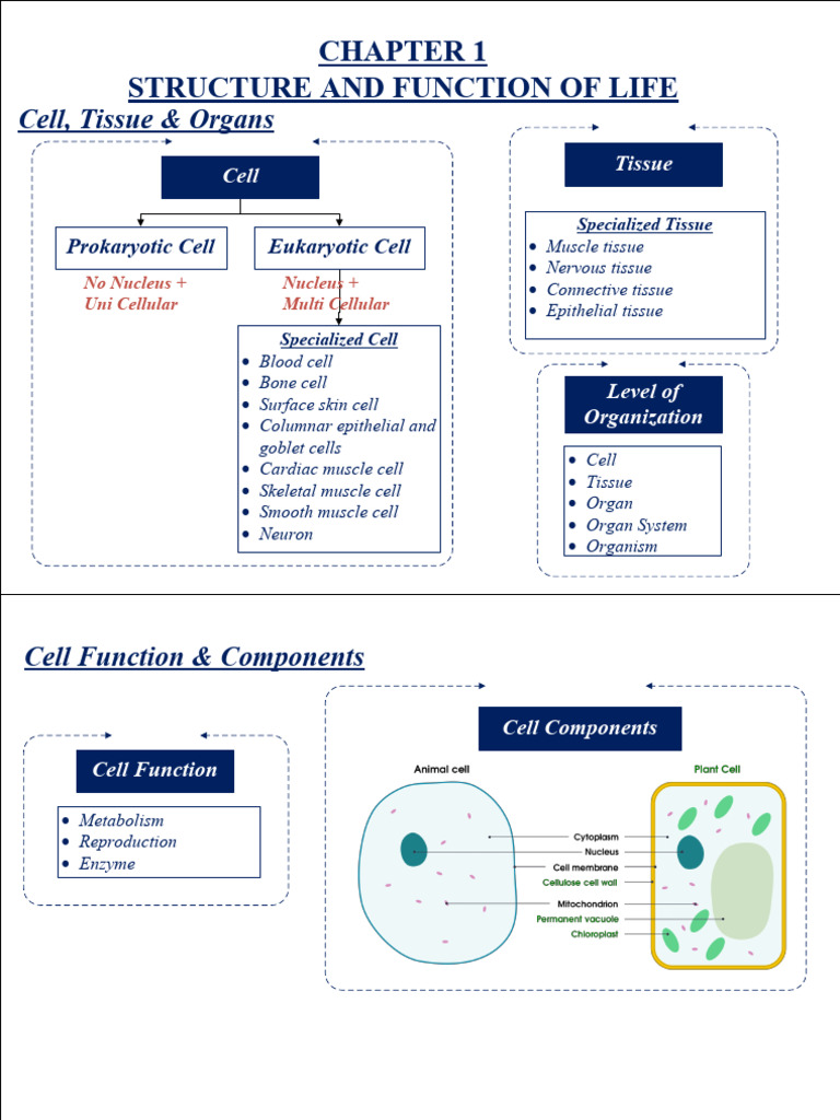 Cell Structure and Function Overview | PDF | Meiosis | Cell (Biology)