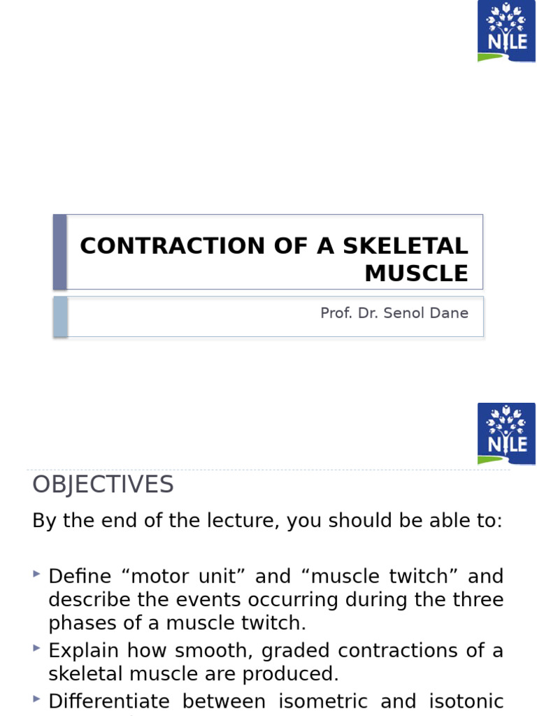 Contraction of A Skeletal Muscle | PDF | Cellular Respiration | Muscle ...