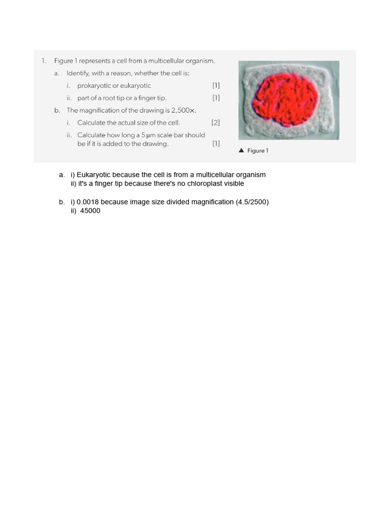 End of Chapter Questions Bio | PDF