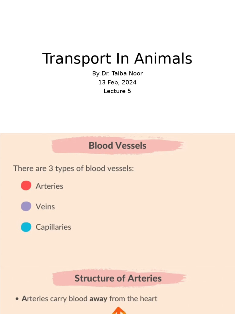 Transport Mechanisms in Animal Lymphatics | PDF