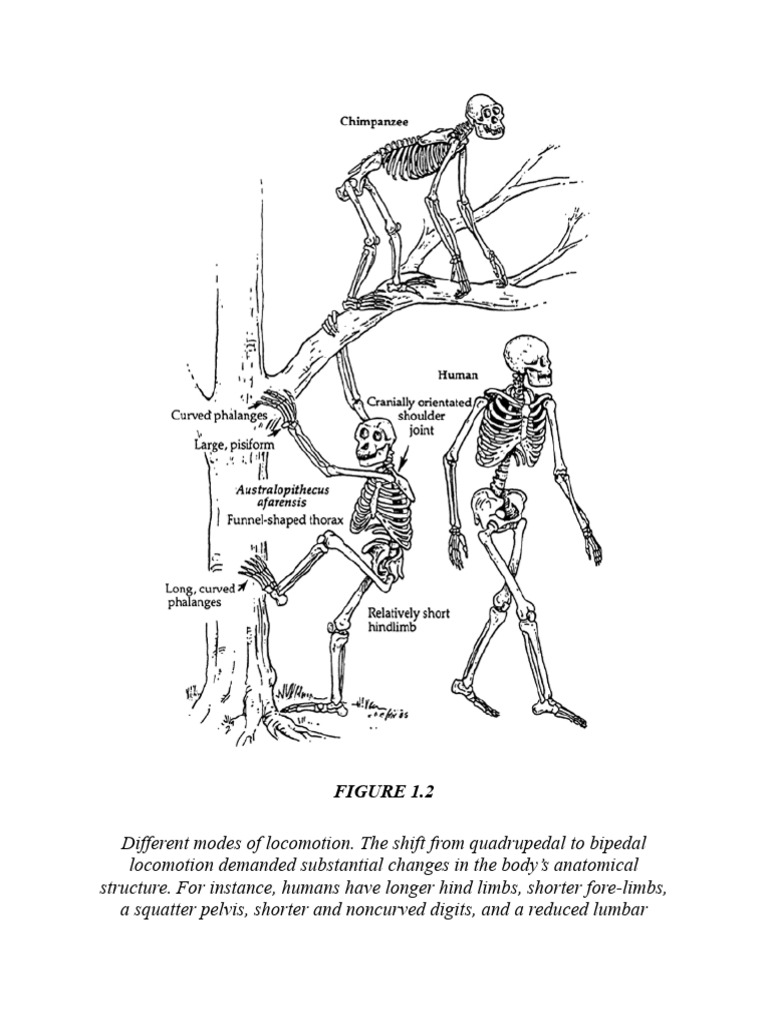 Evolution of Human Locomotion | PDF